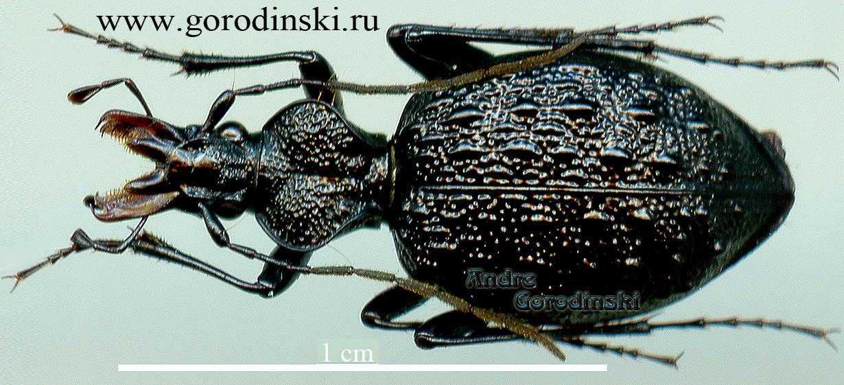 http://www.gorodinski.ru/carabidae/Cychrus gorodinskiorum.jpg